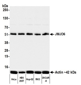 Rabbit anti-JMJD6 Recombinant Monoclonal Antibody