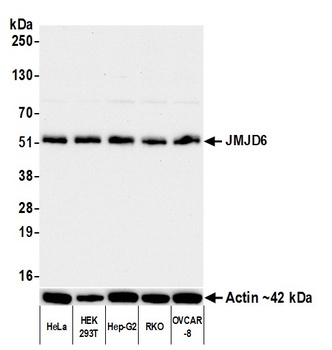 JMJD6 Antibody