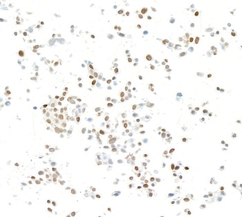 Rabbit anti-KLF4 Recombinant Monoclonal Antibody