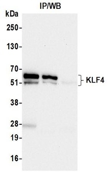 KLF4 Antibody