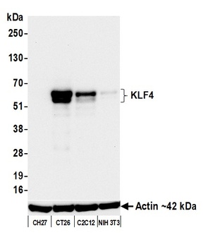 KLF4 Antibody