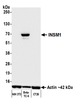 Rabbit anti-INSM1 Recombinant Monoclonal Antibody
