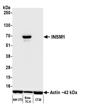 INSM1 Antibody