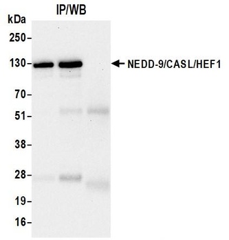 NEDD-9/CASL/HEF1 Antibody