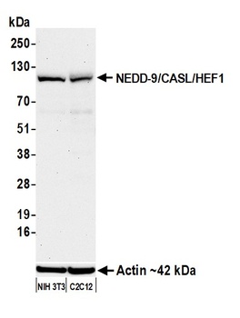 NEDD-9/CASL/HEF1 Antibody