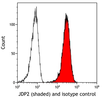Rabbit anti-JDP2 Recombinant Monoclonal Antibody