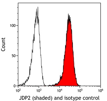 JDP2 Antibody