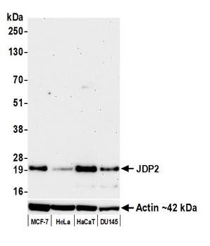 JDP2 Antibody