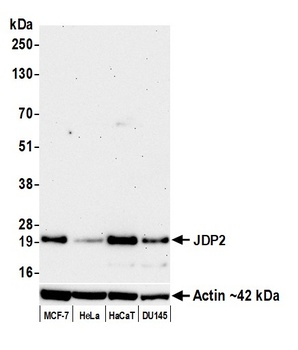 Rabbit anti-JDP2 Recombinant Monoclonal Antibody