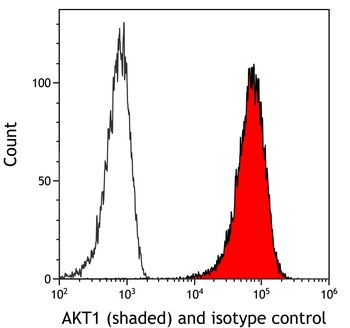 Rabbit anti-AKT1 Recombinant Monoclonal Antibody