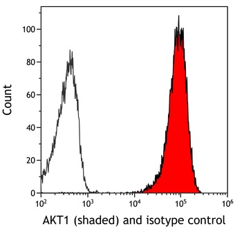 Rabbit anti-AKT1 Recombinant Monoclonal Antibody