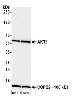 AKT1 Antibody
