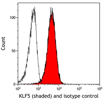 KLF5 Antibody