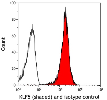 KLF5 Antibody