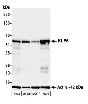 KLF5 Antibody