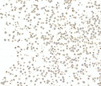 Rabbit anti-CD48 Recombinant Monoclonal Antibody