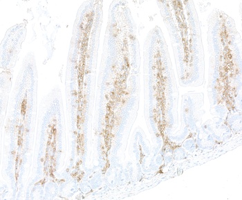 Rabbit anti-CD48 Recombinant Monoclonal Antibody