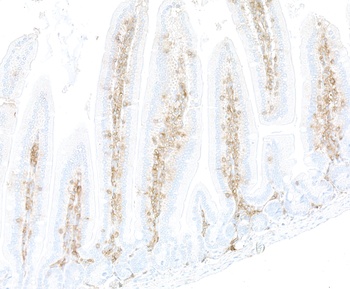 CD48 Antibody