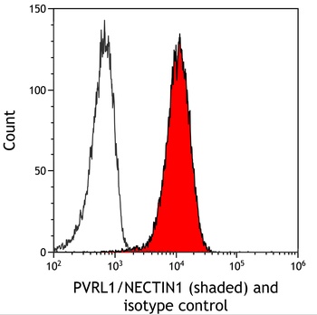 PVRL1/NECTIN1 Antibody