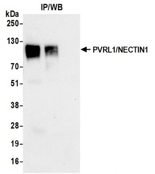 Rabbit anti-PVRL1/NECTIN1 Recombinant Monoclonal Antibody
