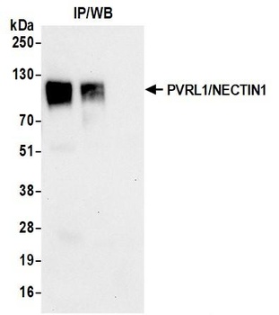 PVRL1/NECTIN1 Antibody