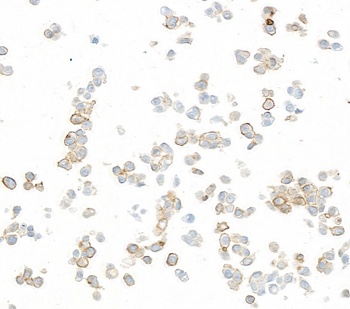 B7-H6 Antibody