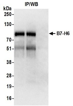 Rabbit anti-B7-H6 Recombinant Monoclonal Antibody