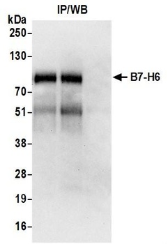 B7-H6 Antibody