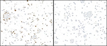 Rabbit anti-GFP Recombinant Monoclonal Antibody