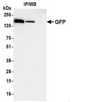 GFP Antibody