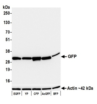 Rabbit anti-GFP Recombinant Monoclonal Antibody