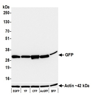 GFP Antibody