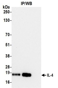 Rabbit anti-IL-4 Recombinant Monoclonal Antibody