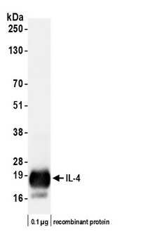 Rabbit anti-IL-4 Recombinant Monoclonal Antibody