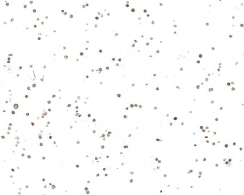 Rabbit anti-IgM Recombinant Monoclonal Antibody