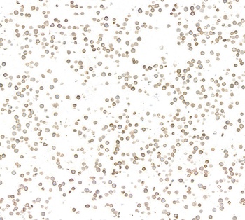 Rabbit anti-IgM Recombinant Monoclonal Antibody