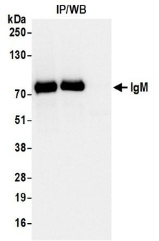 Rabbit anti-IgM Recombinant Monoclonal Antibody