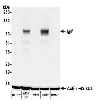 Rabbit anti-IgM Recombinant Monoclonal Antibody