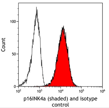 p16INK4a Antibody