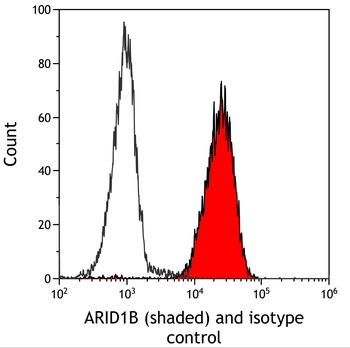 Rabbit anti-ARID1B Recombinant Monoclonal Antibody