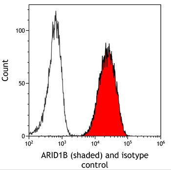 Rabbit anti-ARID1B Recombinant Monoclonal Antibody