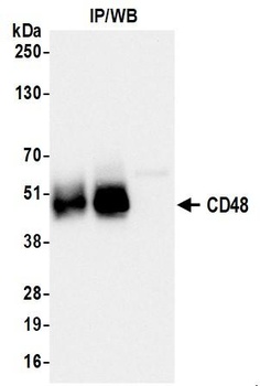 CD48 Antibody