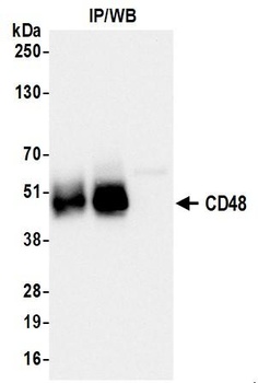 Rabbit anti-CD48 Recombinant Monoclonal Antibody