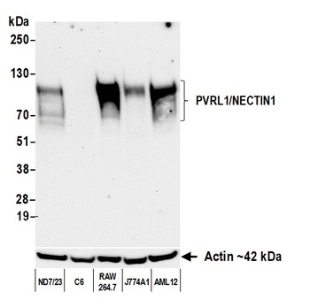 Rabbit anti-PVRL1/NECTIN1 Recombinant Monoclonal Antibody