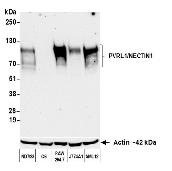 PVRL1/NECTIN1 Antibody