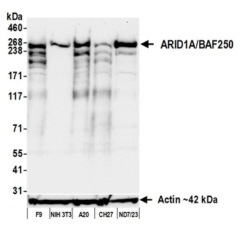 Rabbit anti-ARID1A/BAF250 Recombinant Monoclonal Antibody