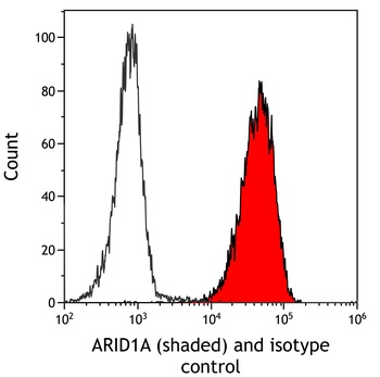 Rabbit anti-ARID1A/BAF250 Recombinant Monoclonal Antibody