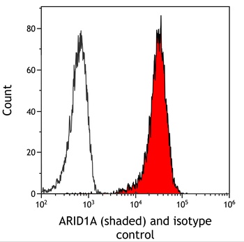 Rabbit anti-ARID1A/BAF250 Recombinant Monoclonal Antibody