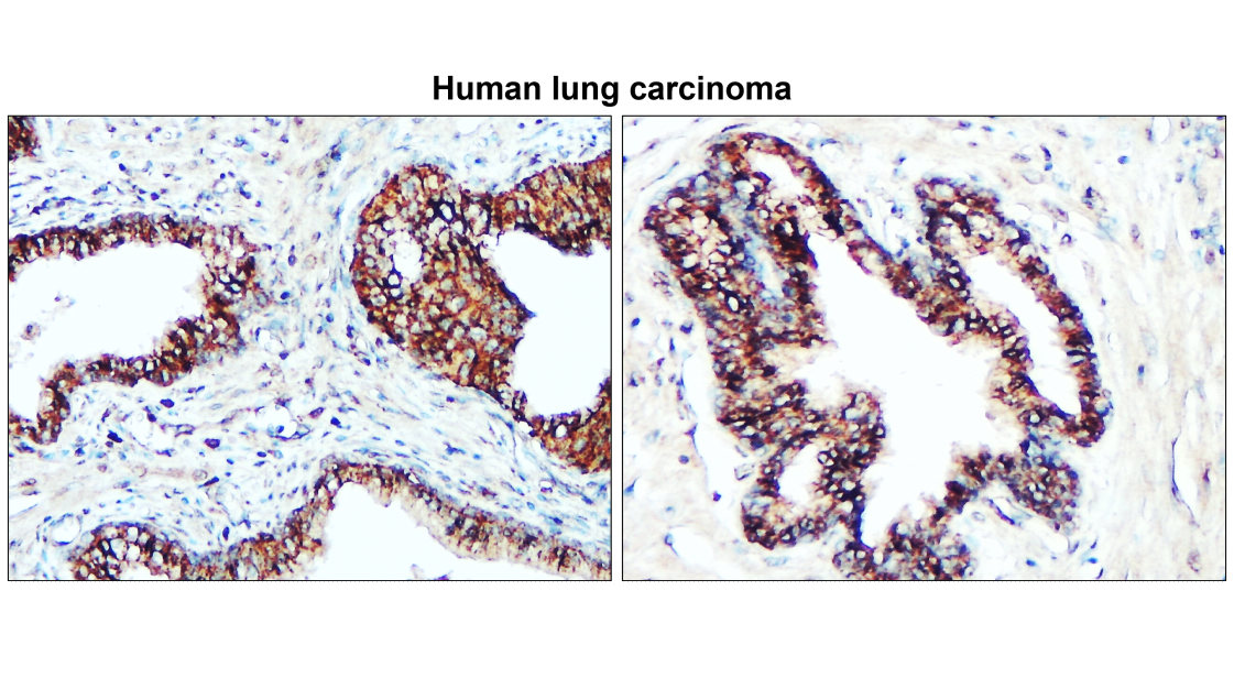 Claudin-1 antibody