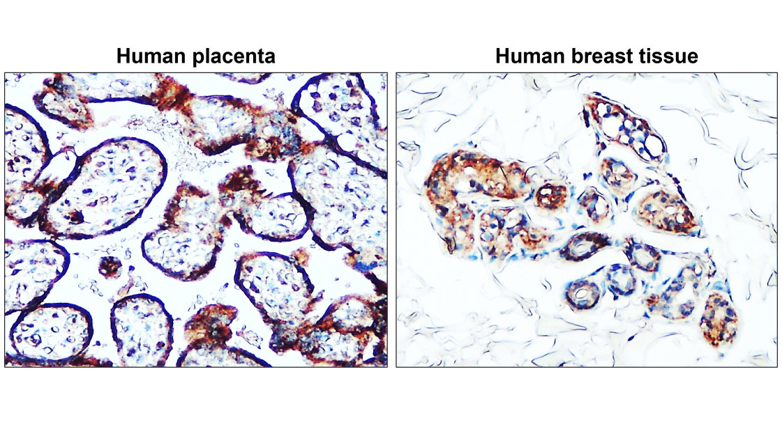 Claudin-1 antibody